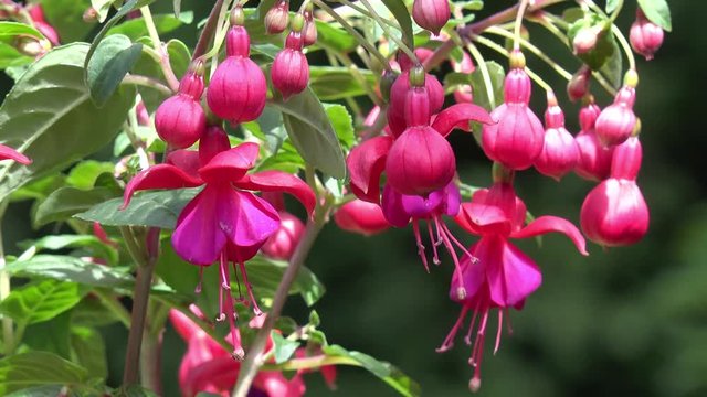 Fuchsia in the nature 