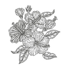 Hand drawn vector tropical flowers. Vintage floral composition, hibiscus flowers and leaves isolated on white background. Illustration engraved