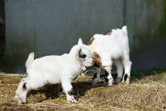 white goat kids standing on straw in front of shed