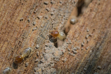 Termite