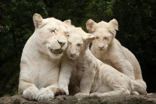 White lion (Panthera leo krugeri).
