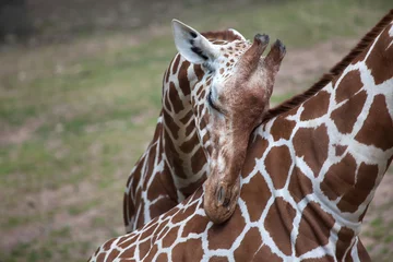 Crédence de cuisine en verre imprimé Girafe Reticulated giraffe (Giraffa camelopardalis reticulata).