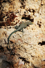 A lizard on a stone wall in Dubrovnik, Croatia 