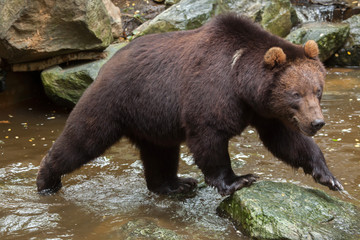 Obraz na płótnie Canvas Kamchatka brown bear (Ursus arctos beringianus)