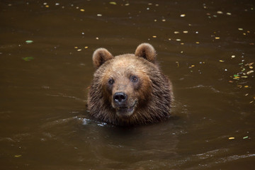 Kamchatka brown bear (Ursus arctos beringianus)