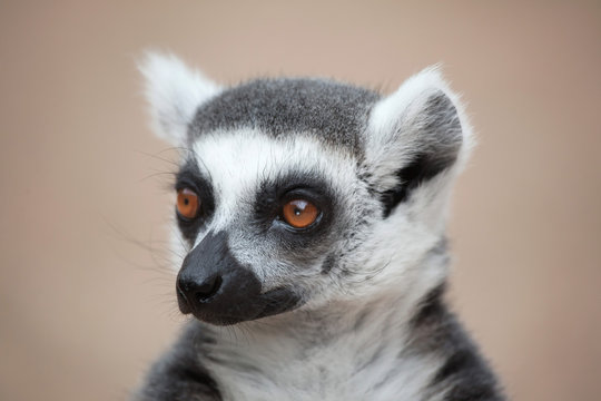 Ring-tailed lemur (Lemur catta) © Vladimir Wrangel