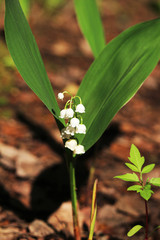 Lily of the valley in a spring forest, Russia 