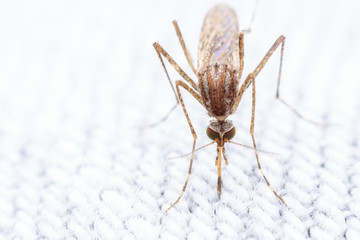 Super macro Mosquito piercing thru jean