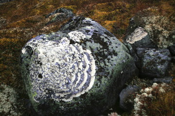 Lichens textures, Urals, stouns, ornaments