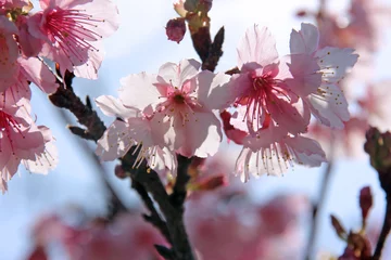 Papier Peint photo Fleur de cerisier 桜の花