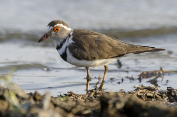 Gravelot à triple collier,.Charadrius tricollaris, Three-banded Plover, Parc national Kruger,...