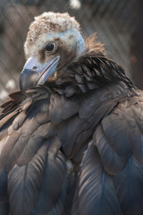 Black vulture. A bird of prey.