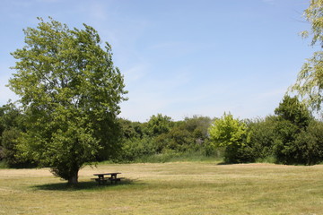 Naklejka premium Mon arbre parmi les autres!