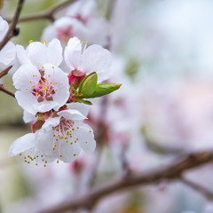 spring flowers  apricot on branches  apricot