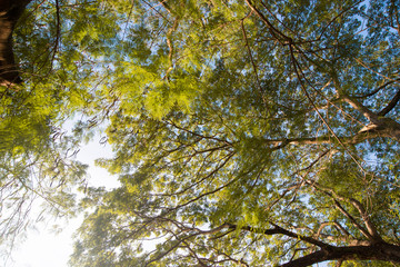The canopy of tall trees with sun shining