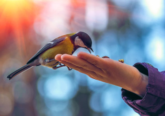 Fototapeta premium sikorki dzikie ptasie na dłoni, na tle pięknego bokeh o zachodzie słońca.