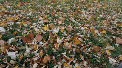 Grass yard covered by partially autumn leaves