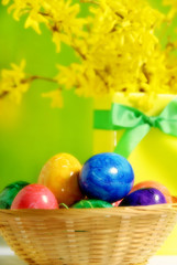 Easter colorful eggs in a bowl basket with ribbon and yellow flower golden rain