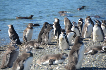 Pinguins no Ushuaia