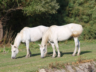 Obraz na płótnie Canvas Deux chevaux en Camargue!