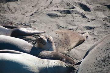 Elephant seals laying on the beach sunbathing in USA