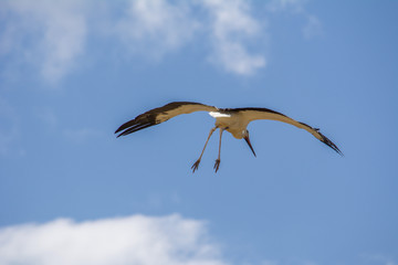 Weisser Storch fliegt mit offenen Flügel am blauen Himmel