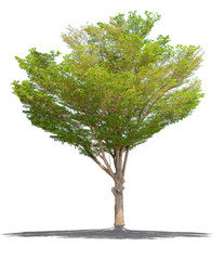 Obraz premium nature tree on white background of Isolated