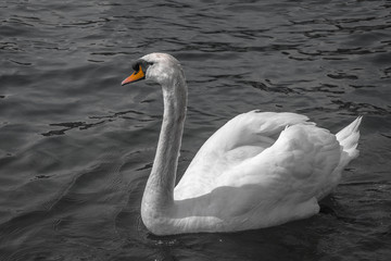 Weisser Schwan im Wasser
