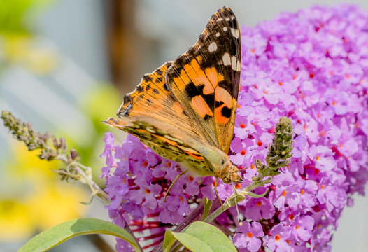 Farbiger Schmetterling auf Blume im Frühling