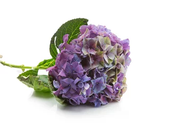 Crédence de cuisine en verre imprimé Hortensia Beautiful hydrangea flower
