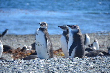 Pinguins no Ushuaia