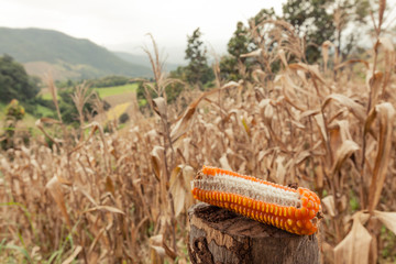 Fototapeta premium Dried corn on stub with dead corn field on background.