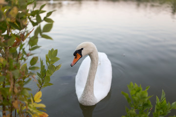 Obraz premium Swan in a pond in nature