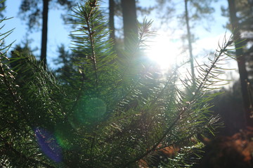 Pine Tree Sapling with Sun in the Background