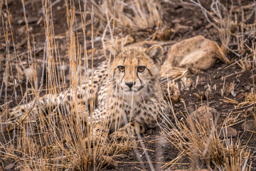 Safari in Africa, Cheetah laying on the ground, relaxing mode