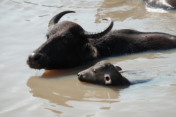 Wild buffalo family