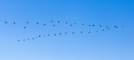 a flock of birds flying south in the blue sky