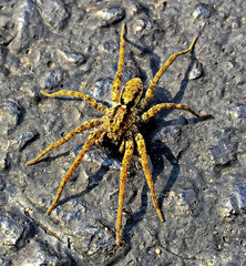 Spider Outdoors