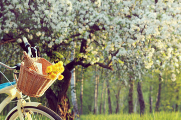 bicycle picnic outdoors/wicker basket with a bouquet of dandelions and retro bottle on the...