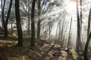 Forest scenery with rays of warm light at sunrise, Hurdes, Spain