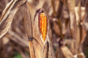 Dried corn in stem with dead corn field on background.