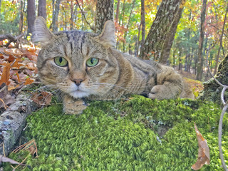 A cat lying on moss in an autumn forest.