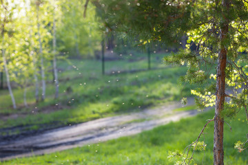 morning in spring forest