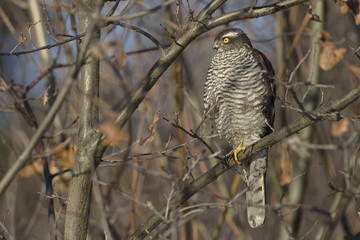 Sparrowhawk Accipiter nisus - porrtrait of perching bird