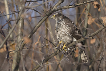 Sparrowhawk Accipiter nisus looking at its prey
