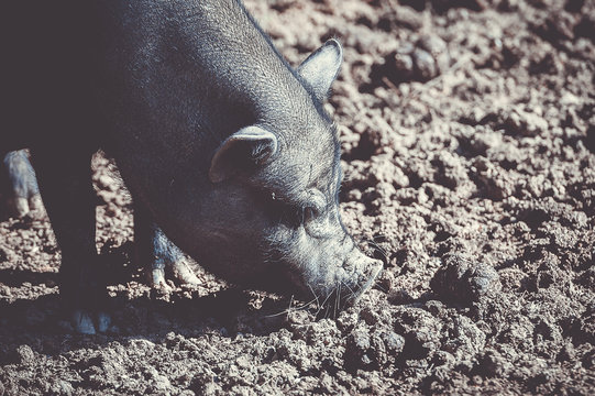 38 Best Cochon Noir Images Stock Photos Vectors Adobe Stock