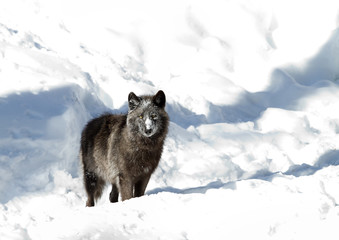 Black wolf (Canis lupus) standing in the winter snow in Canada
