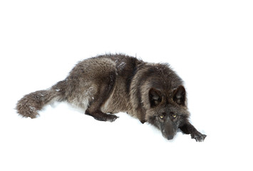 Naklejka premium Black wolf isolated on a white background resting in the winter snow 