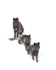 Naklejka premium Black wolves (Canis lupus) isolated on a white background standing in the winter snow in Canada