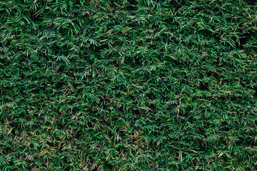 Green bamboo leaf background